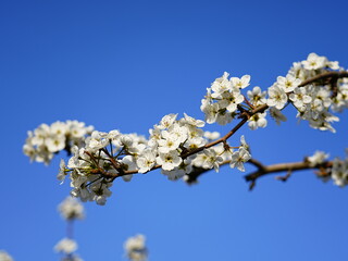 Pear flower in full bloom in spring
