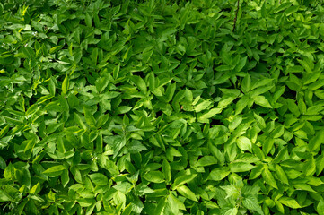 nettles and other green herbs