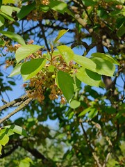 Small green cherries among the faded flowers.