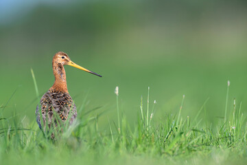 Uferschnepfe limosa black-tailed godwit