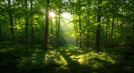 Obraz premium Forest with sunlight filtering through dense green leaves.