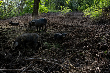old Serbian breed of domestic black pigs