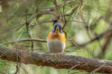 木の上でくつろぐアトリ オス