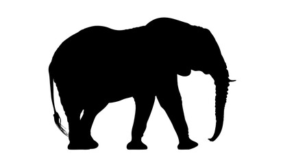 Obraz premium Elephant simple black silhouette vector isolated on white background - 