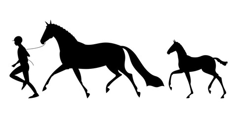 Groom at the show with a mare and foal, vector silhouettes