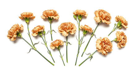 Obraz premium Peach Carnations: A Delicate Floral Arrangement