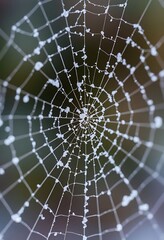 Obraz premium close up of a spider web on a blurry background