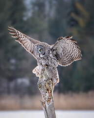 Great Gray Owl landing