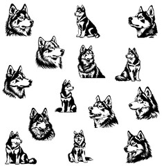 Husky Siberiano fofo