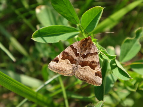 The burnet companion moth (Euclidia glyphica) resting on clover