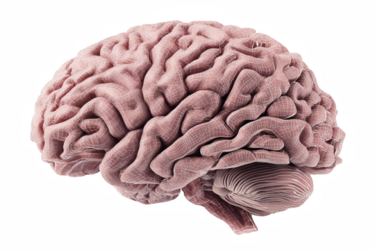 Detailed 3d model of human brain anatomy illustration mind pink gray mesh on transparent background