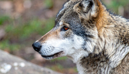Fototapeta premium Alpha wolf with striking red eyes