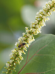 Bee collecting nectar from flowers in nature in Dominican Republic.