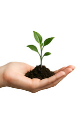 Realistic female hand with green sprout emerging from palm, symbol of eco awareness, growth and environmental care
