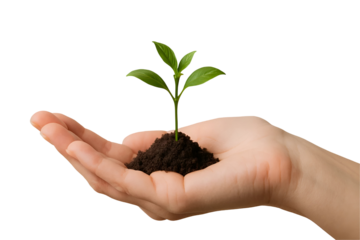Female hand with a small plant growing from the palm, concept of sustainability, rebirth, and nature preservation, transparent background
