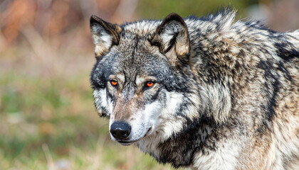 Fototapeta premium Alpha wolf with striking red eyes