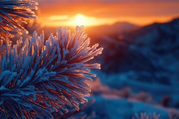 Frost-covered pine needles glisten in the warm glow of a vibrant sunset, creating a breathtaking winter scene.