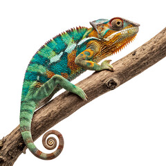 Naklejka premium Colorful chameleon perched on a branch showcasing its green and orange scaled skin, a vividly patterned reptile with a curled tail, ideal for nature themed designs