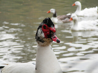 The Muscovy duck (Cairina moschata), portrait of a duck with geese swimming in the background