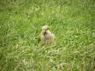 Small parrot eating green grass