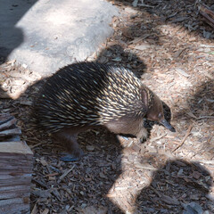 Echidna