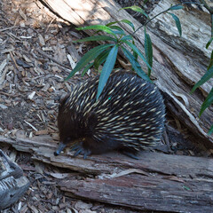 Echidna
