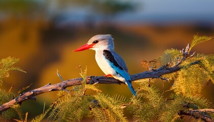 Fototapeta premium grey headed kingfisher on an acacia branch