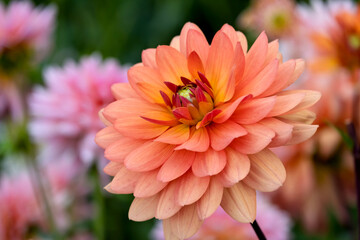 Dahlie