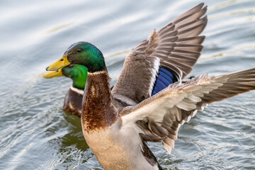Male mallard duck, mallard drake, flaps its wings in the water, as another swims behind it.