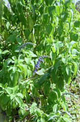 The leaves and purple flowers of boldo (Plectranthus barbatus) in the city field