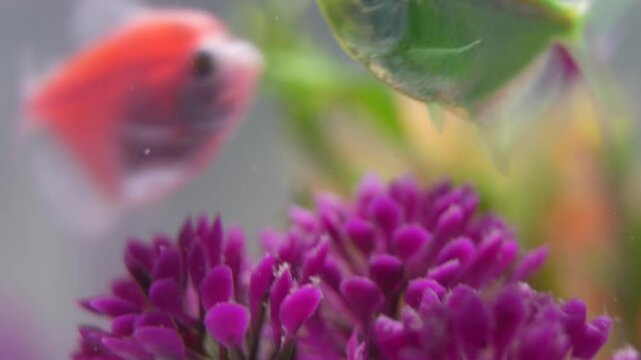 Close up of colourfull fishes in aquarium