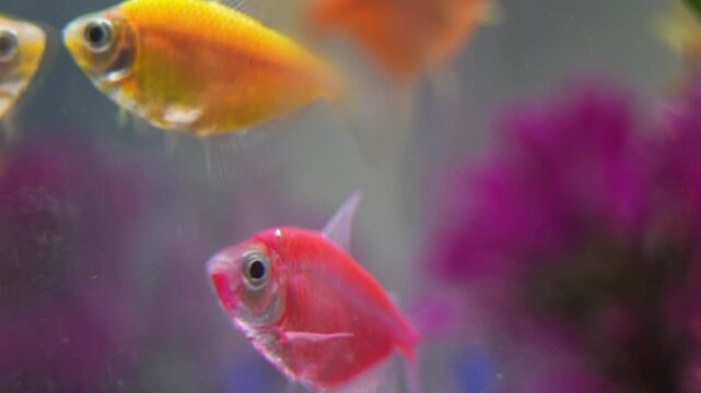Close up of colourfull fishes in aquarium