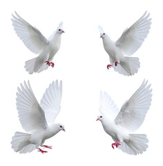 Obraz premium Majestic White Doves Symbolizing Peace and Freedom in Flight, Isolated on Transparent Background