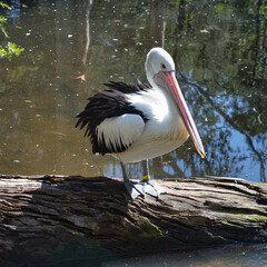 Australian Pelican