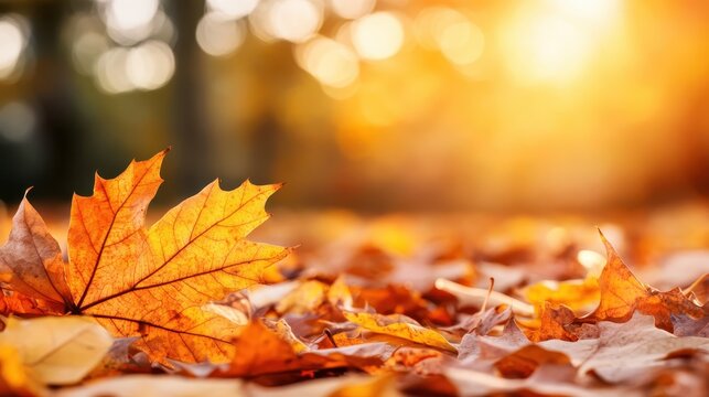A vibrant autumn scene featuring colorful maple leaves on the ground, capturing the essence of fall with warm sunlight illuminating the scenery beautifully.