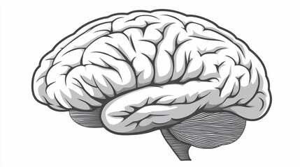 Fototapeta premium Detailed illustration of a human brain (