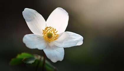 Fototapeta premium delicate white wood anemone flower macro photography