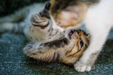 Kittens playing together on the street