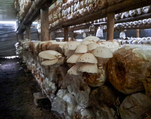 Cultivation of oyster mushrooms. Production of edible mushrooms	