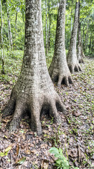Tropical trees with buttress roots in lush forest; nature background for ecology or botany