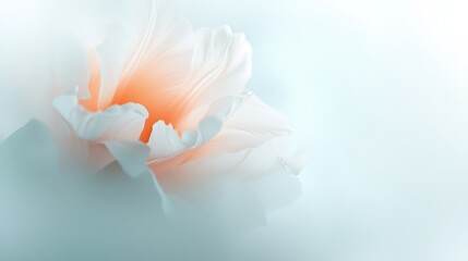 Fototapeta premium Soft Peach Flower Petals with Subtle Background in Gentle Light