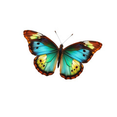 Obraz premium Butterfly with Open Wings on Transparent Background