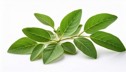 close up green ashwagandha plant twig isolated on white background