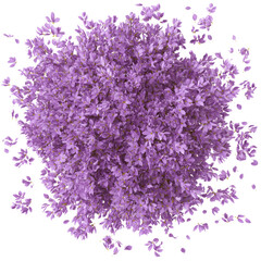 Obraz premium Exploding Purple Flower Cluster, Floral Explosion, Purple Bloom Burst