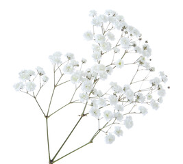 Beautiful delicate gypsophila flower on white background
