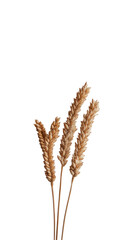 Wheat stalks