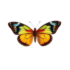 Obraz premium Butterfly with Open Wings on Transparent Background
