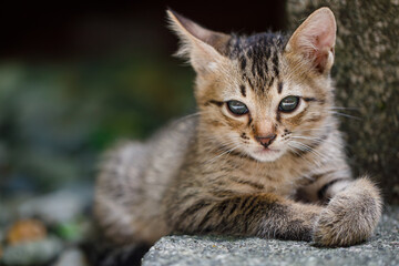 Lonely kitten looking for a warm home