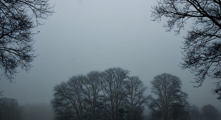 Fototapeta premium Mystic Bare Trees Through Dense Fog In Winter Season Atmospheric Mood