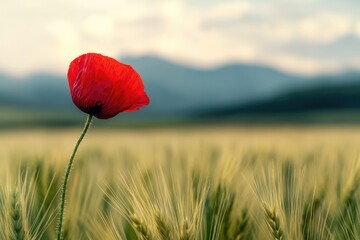 A vibrant red poppy stands tall in a field of golden wheat against a soft, blurred mountain backdrop, basking in warm light.